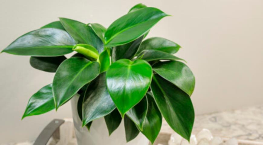 Филодендрон Грин Принцесс, Philodendron Green Prinсess