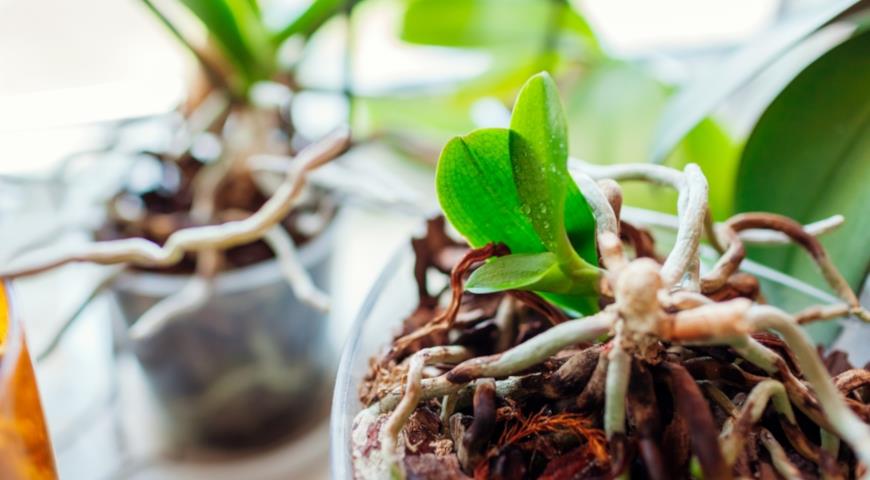 Baby orchids growing on stem, Размножение фаленопсиса отделением детки