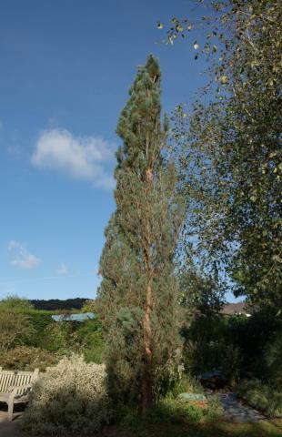 Сосна обыкновенная Fastigiata (Pinus sylvestris Fastigiata)