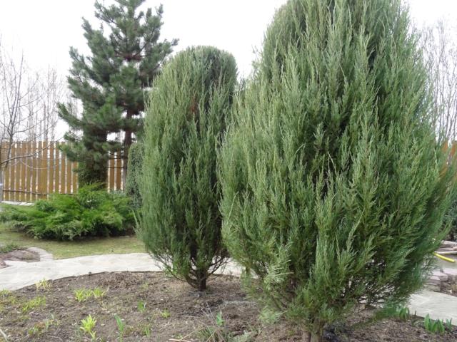 Можжевельник скальный Blue Arrow (Juniperus scopulorum Blue Arrow)