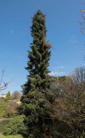 Ель сербская (Picea omorica)