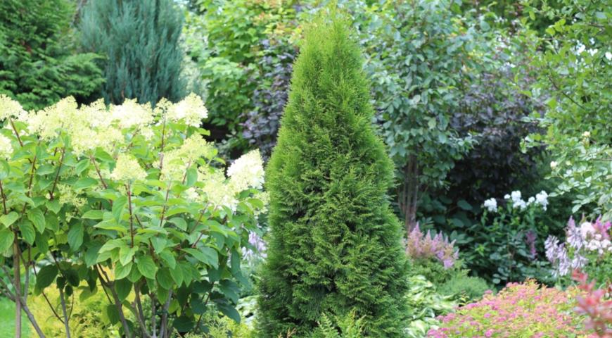 Туя западная Smaragd (Thuja occidentalis Smaragd)