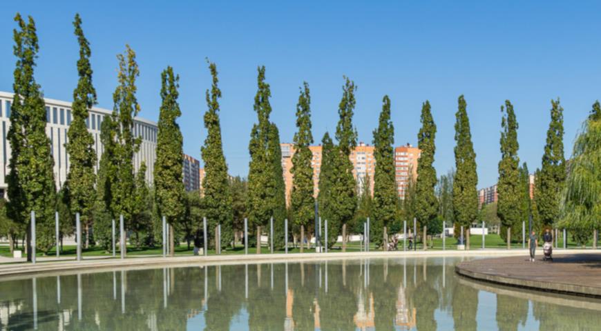 Дуб черешчатый Fastigiata (Quercus robur Fastigiata)