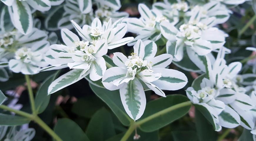 Молочай окаймленный (Euphorbia marginata)