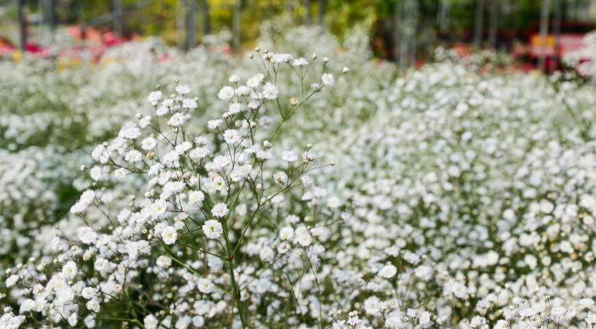 Гипсофила метельчатая (Gypsophila paniculata)