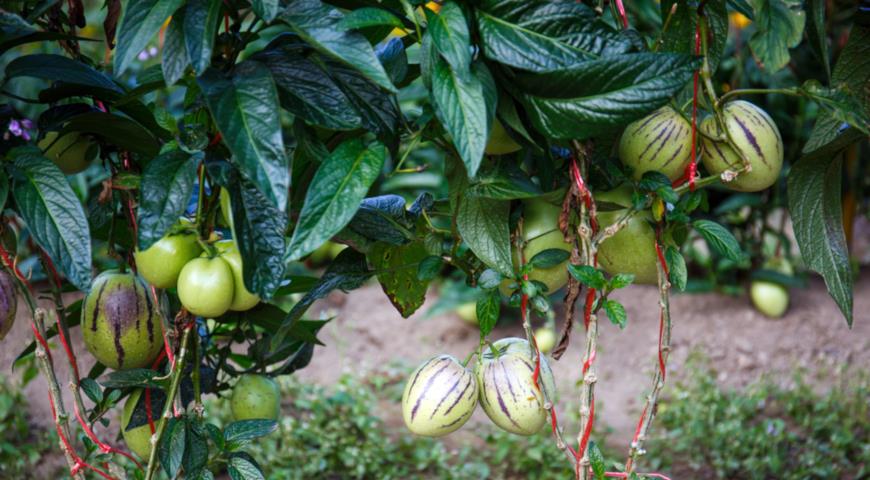 Пепино (Solanum muricatum)