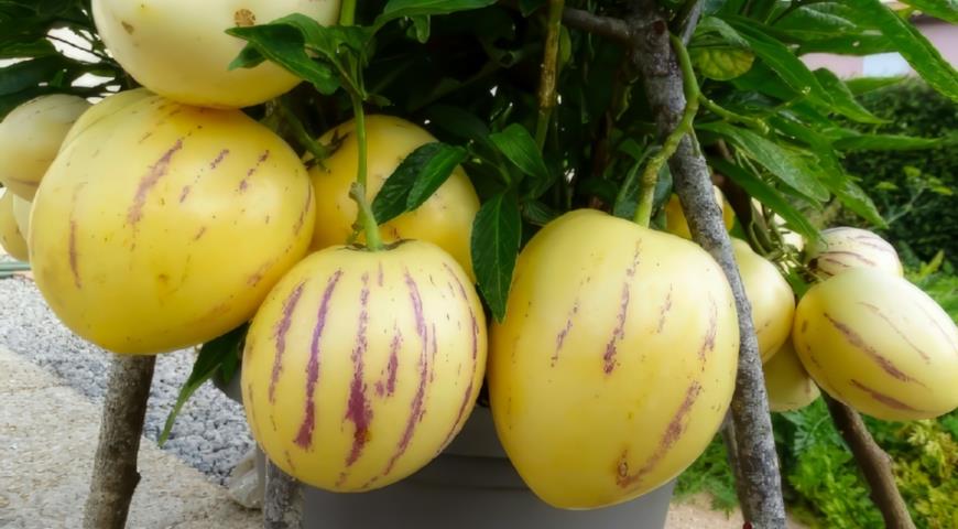 Пепино, Solanum muricatum 