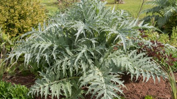 Выращиваем рассаду артишока