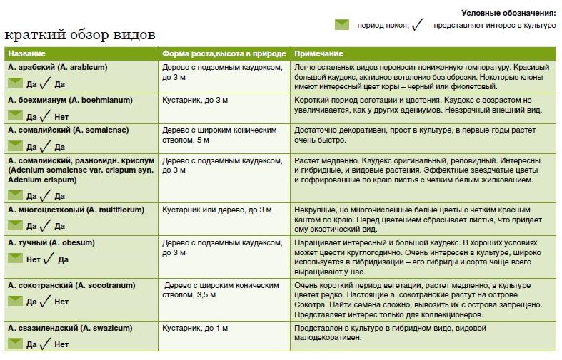 Краткий обзор видов адениума (Журнал "Садовник" 1_2013 год)