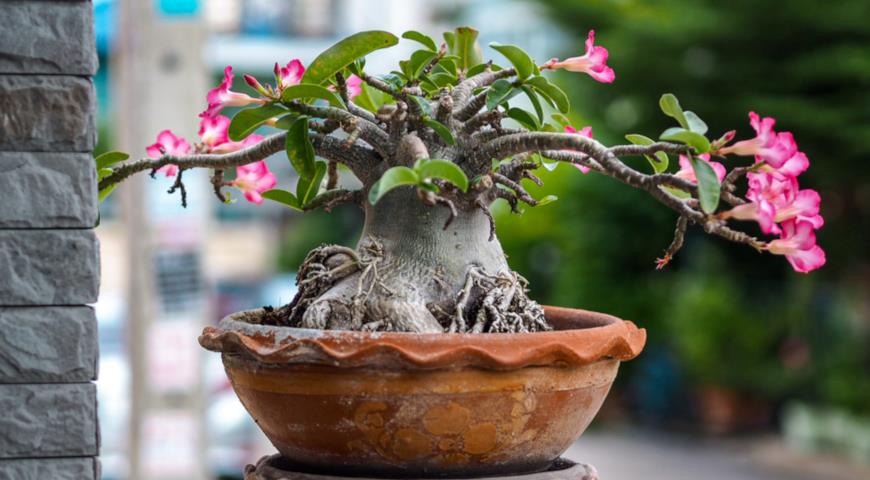 Адениум тучный (Adenium obesum) Desert rose