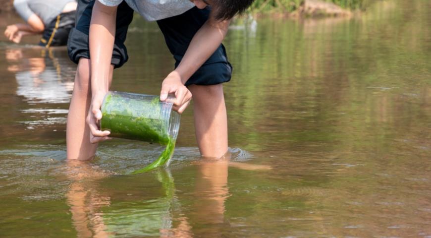 Сбор пресноводных водорослей для будущего удобрения