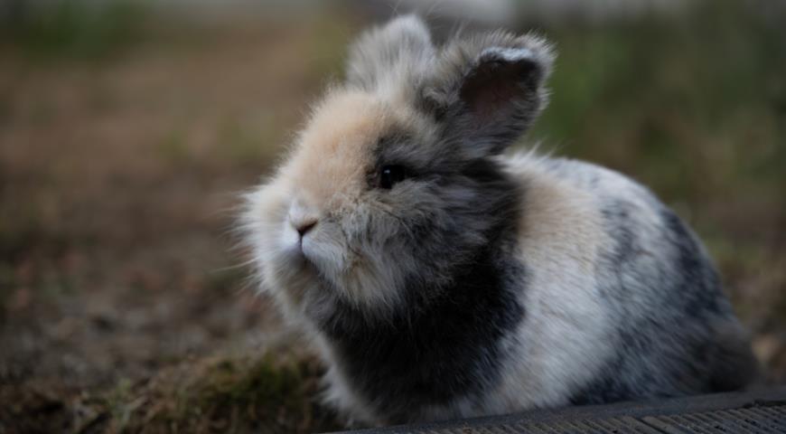 Кролик породы Львиная голова (Lionhead rabbit)