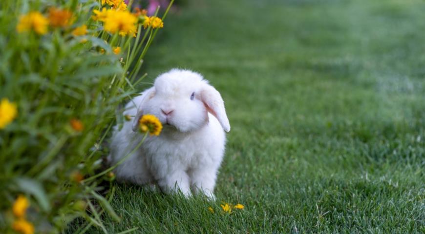 Вислоухий баран (Lop rabbit, lop-eared rabbit)