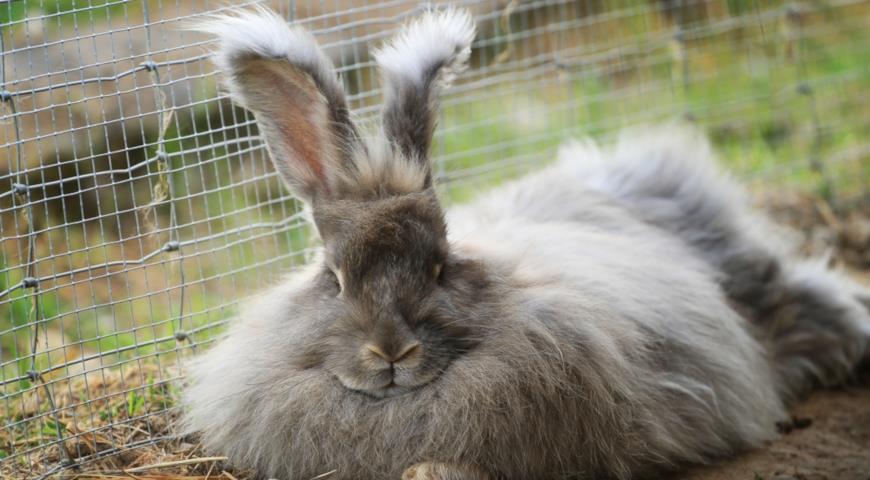 Кролик породы Ангора (Rabbit Angora)