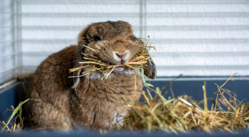 Кролик породы Вислоухий баран (Lop rabbit, lop-eared rabbit)