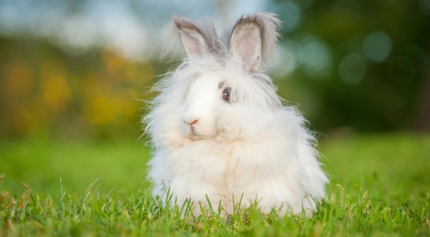 Кролик породы Ангора (Rabbit Angora)