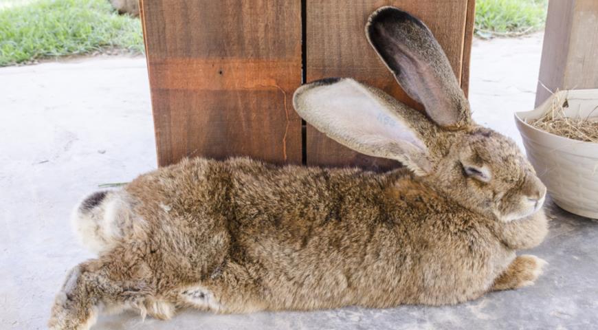 Кролик породы Ризен, или немецкий великан (Continental Giant rabbit)