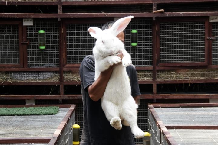 Кролик породы Ризен, или немецкий великан (Continental Giant rabbit)