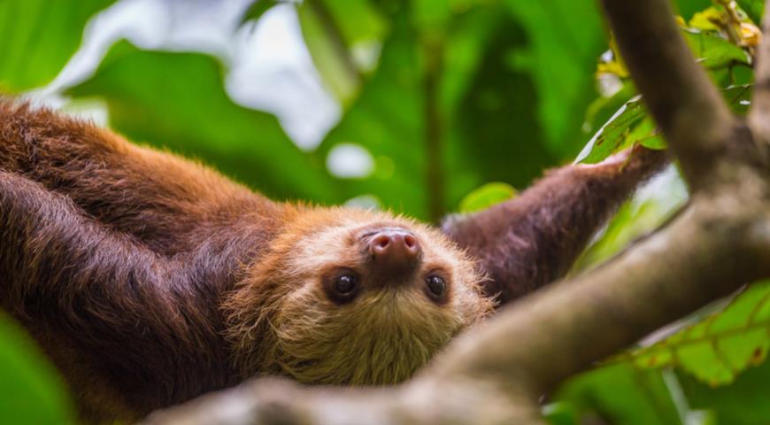  two-toed sloth, Двупалый ленивец (Choloepus didactylus) 