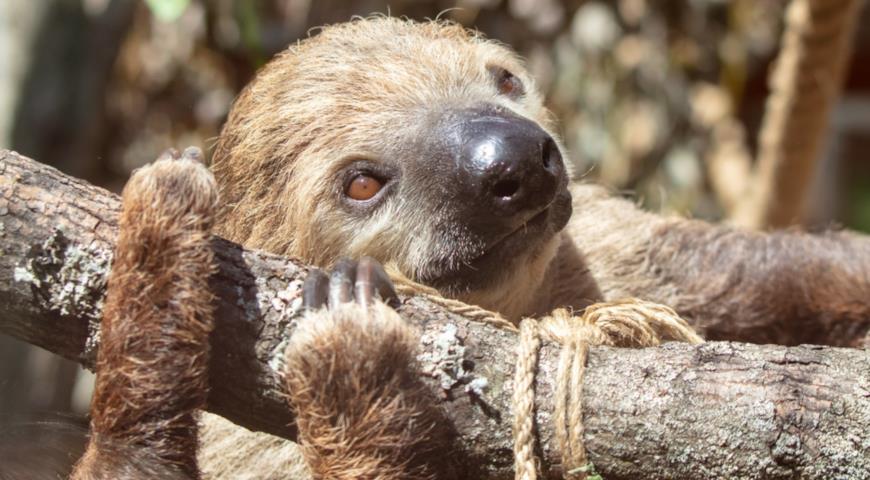 Трехпалый ленивец (Bradypus variegatus) 