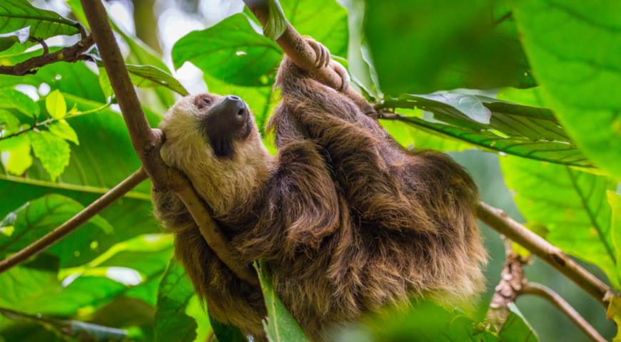 Трехпалый ленивец (Bradypus variegatus) спит на дереве