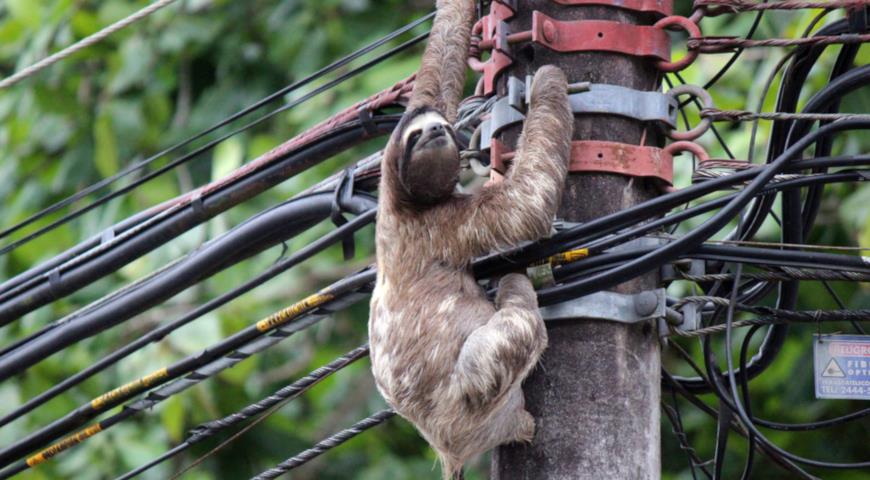 Трехпалый ленивец (Bradypus variegatus) 