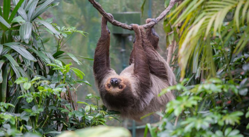 Трехпалый ленивец (Bradypus variegatus) 