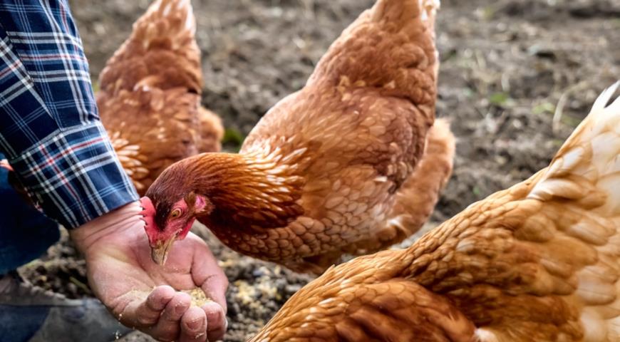 Как выбрать подходящую породу курицы несушки, разведение домашних кур