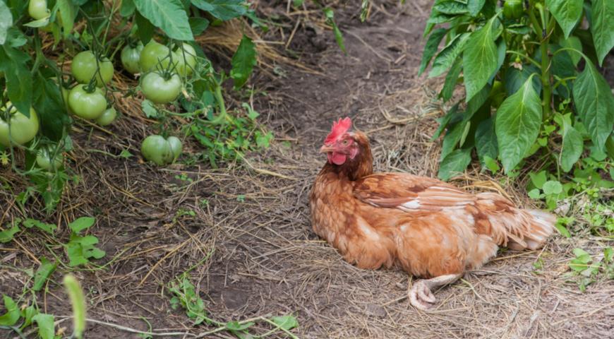 Как выбрать подходящую породу курицы несушки, разведение домашних кур