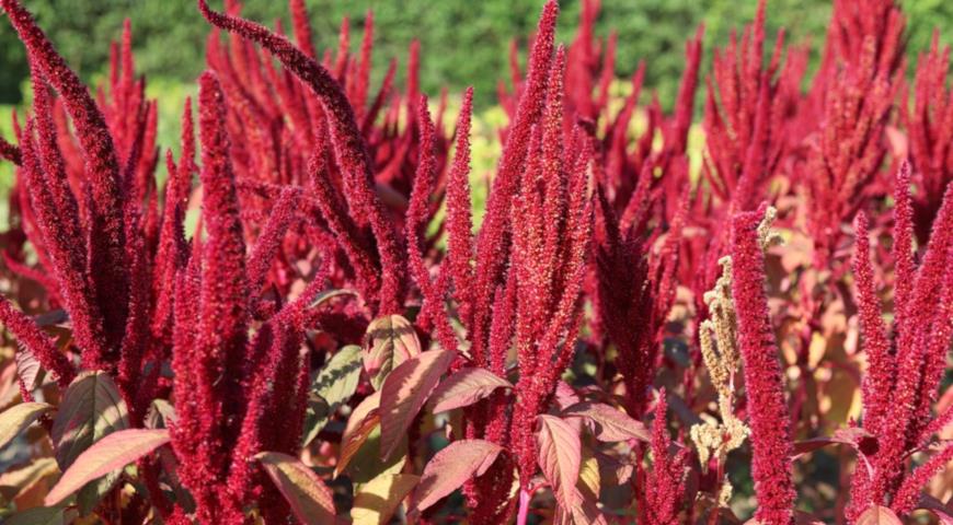 аАмарант метельчатый (Amaranthus paniculatus, Amaranthus cruentus)