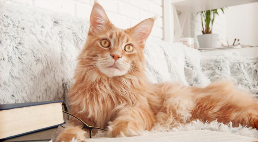 Кошка породы мейн-кун (Maine Coon)