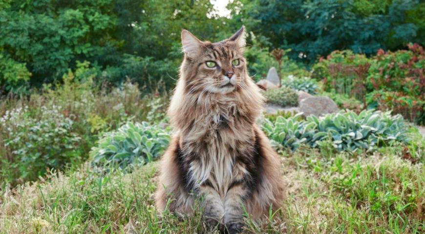 Кошка породы мейн-кун (Maine Coon)