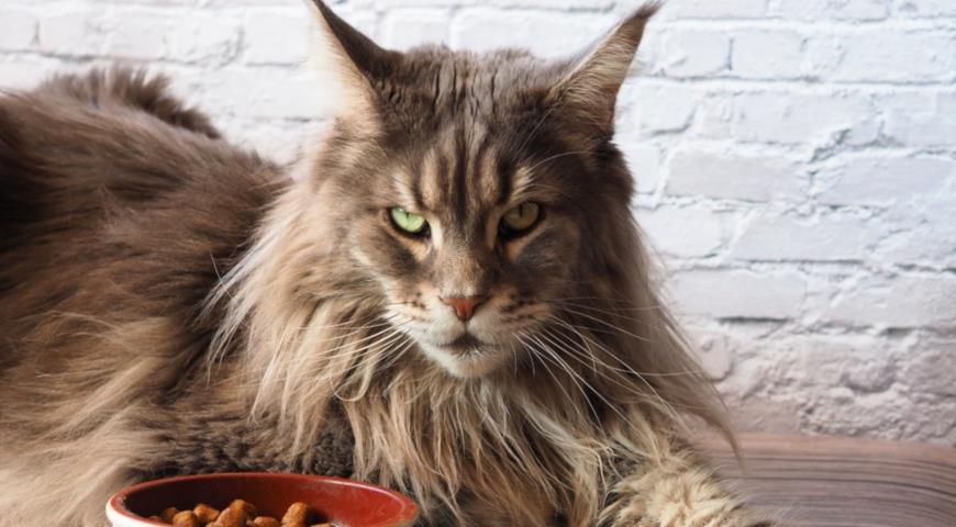 Кошка породы мейн-кун (Maine Coon), правильное кормление и питание