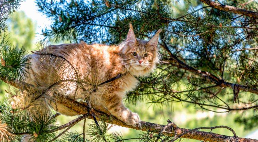 Кошка породы мейн-кун (Maine Coon)