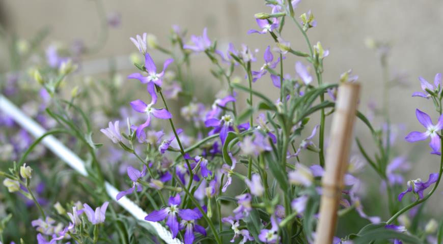 Маттиола двурогая, или длиннолепестная (Matthiola bicornis, longipetala)