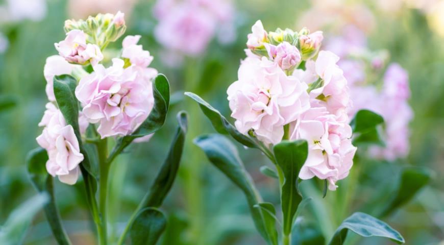 Маттиола седая, левкой (Matthiola incana)