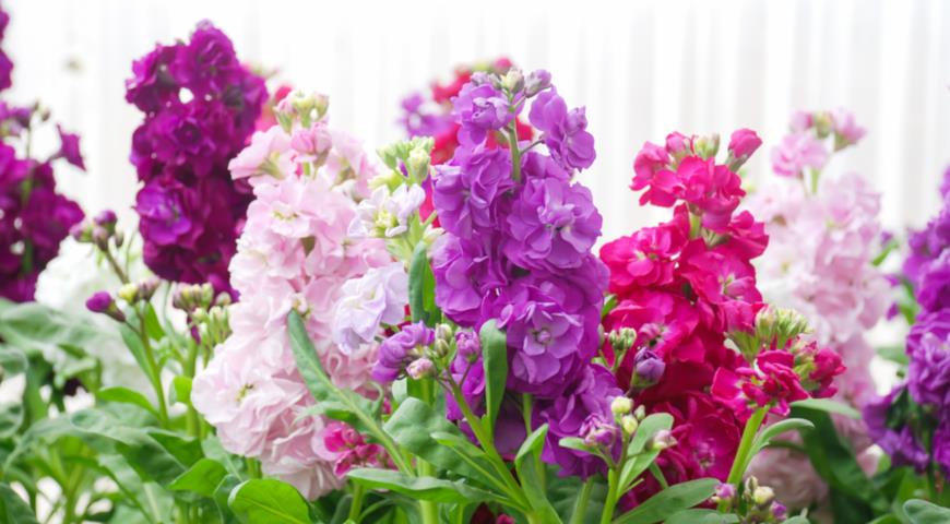 Маттиола седая, левкой (Matthiola incana)