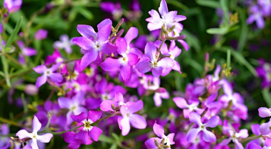 Маттиола двурогая, или длиннолепестная (Matthiola bicornis, longipetala)