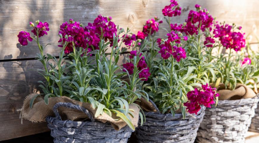 Маттиола седая, левкой (Matthiola incana)