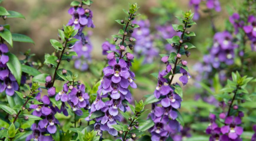 ангелония узколистная (Angelonia angustifolia)