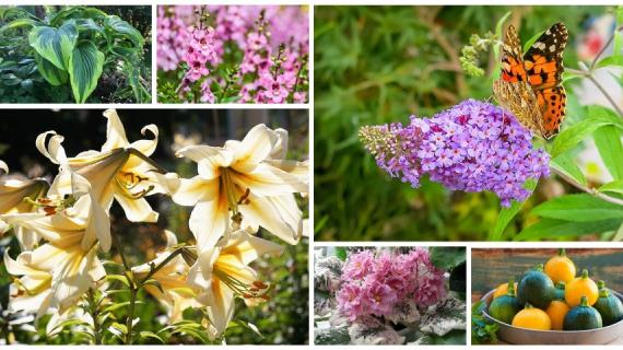 Названы 6 главных растений для продвижения на мировом рынке в 2024 году