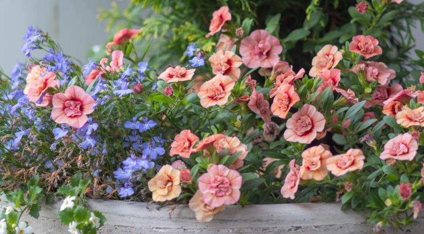 Калибрахоа (Calibrachoa) Mini Famous Peach Pink