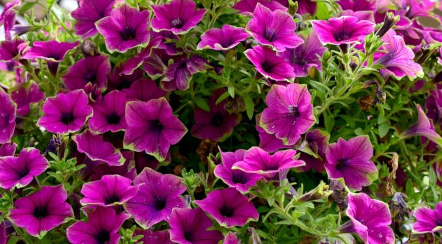 Супертуния Supertunia Picasso in Purple