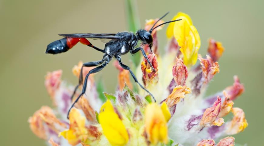 Европейская аммофила песочная, или пескорой песчаный  (Ammophila sabulosa)