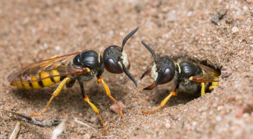 Филант, или пчелиный волк обыкновенный (Philanthus triangulum)