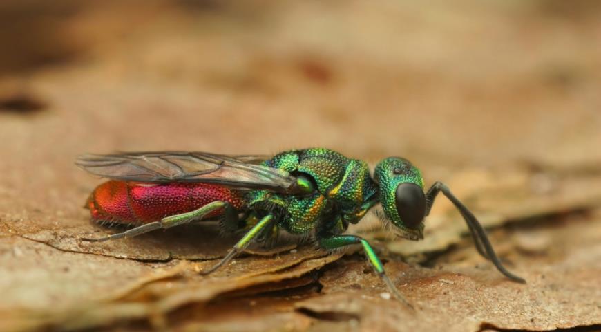 Блестянка огненная, или пламенно-красная (Chrysis ignita)