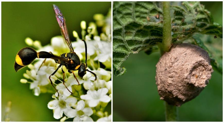 Эвмен губастый (Eumenes labiatus) , оса-гончар и характерное гнездо