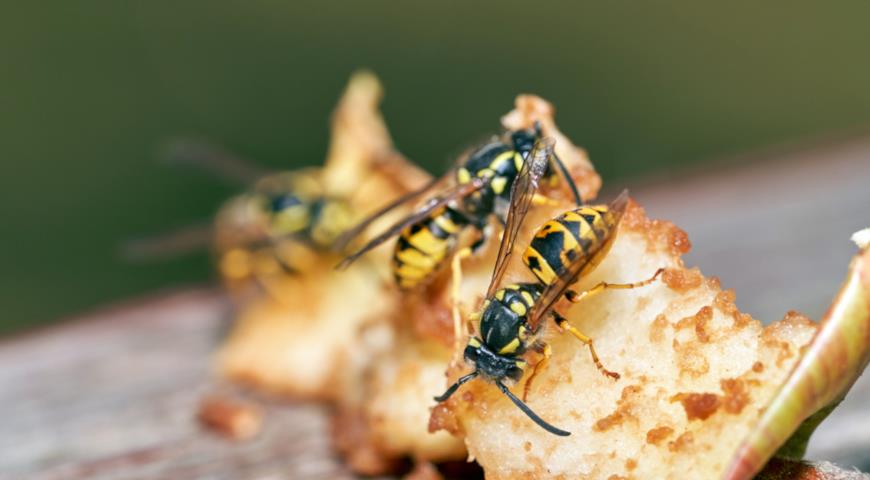 Оса обыкновенная (Vespula vulgaris)