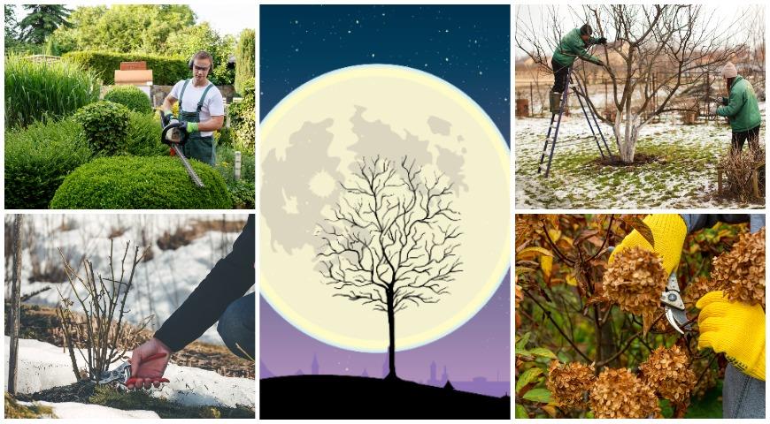 Обрезка плодовых и декоративных деревьев по лунному посевному календарю садовода, цветовода и огородника на 2024 год