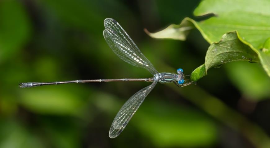 Стрекоза лютка (Lestidae) 